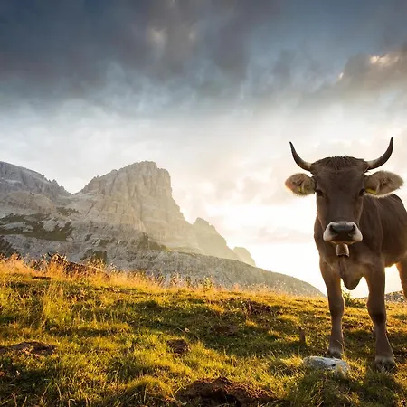 El Fogher In Dolomites * Val di Zoldo